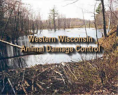 Western Wisconsin Animal Damage Control can help you eliminate your pesky animal problems! Call now!